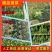 （基地直供）专业供应三排两排泡沫箱打捆菠菜全国代发