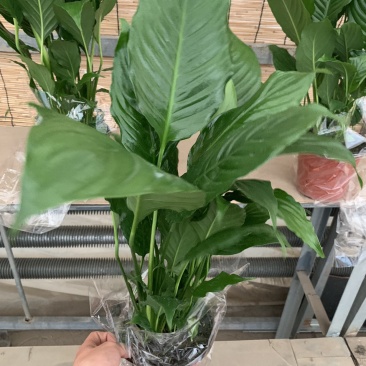 一帆风顺白掌150规格