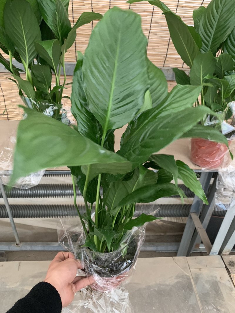 一帆风顺白掌150规格