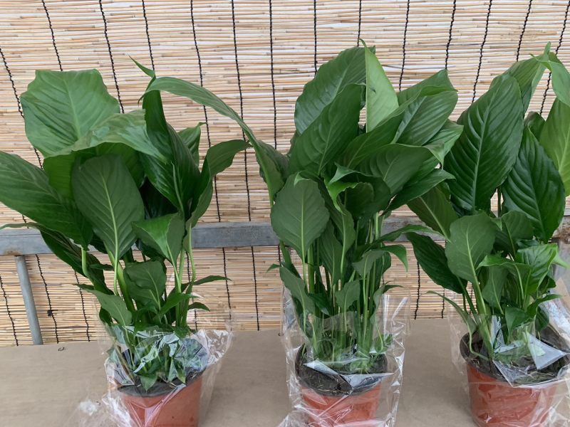 一帆风顺白掌150规格