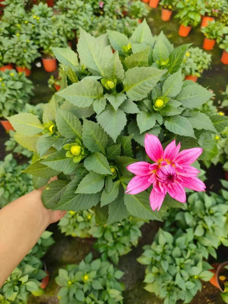 小丽花150规格大量有货