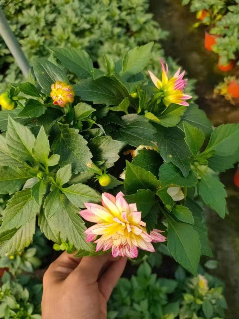 小丽花150规格大量有货