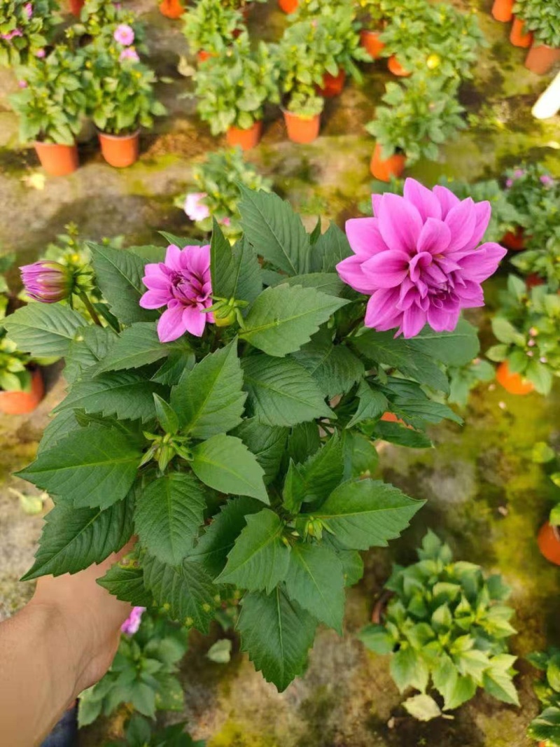 小丽花150规格大量有货