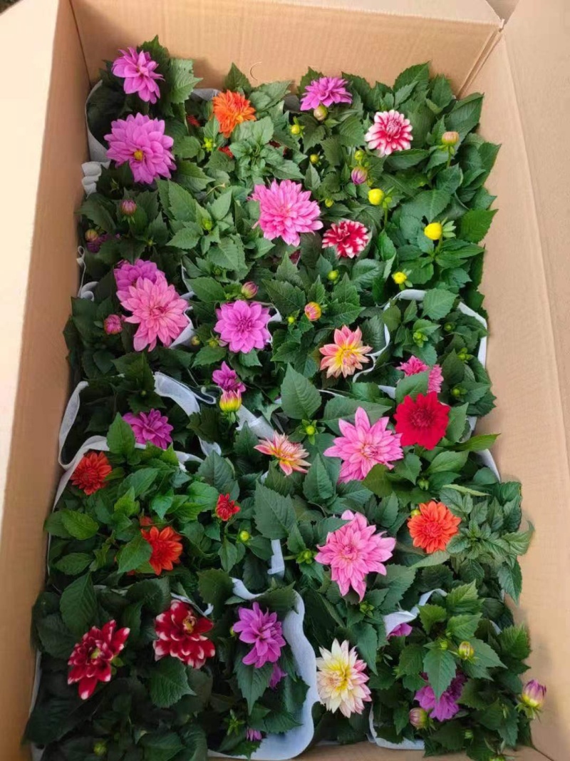 小丽花150规格大量有货