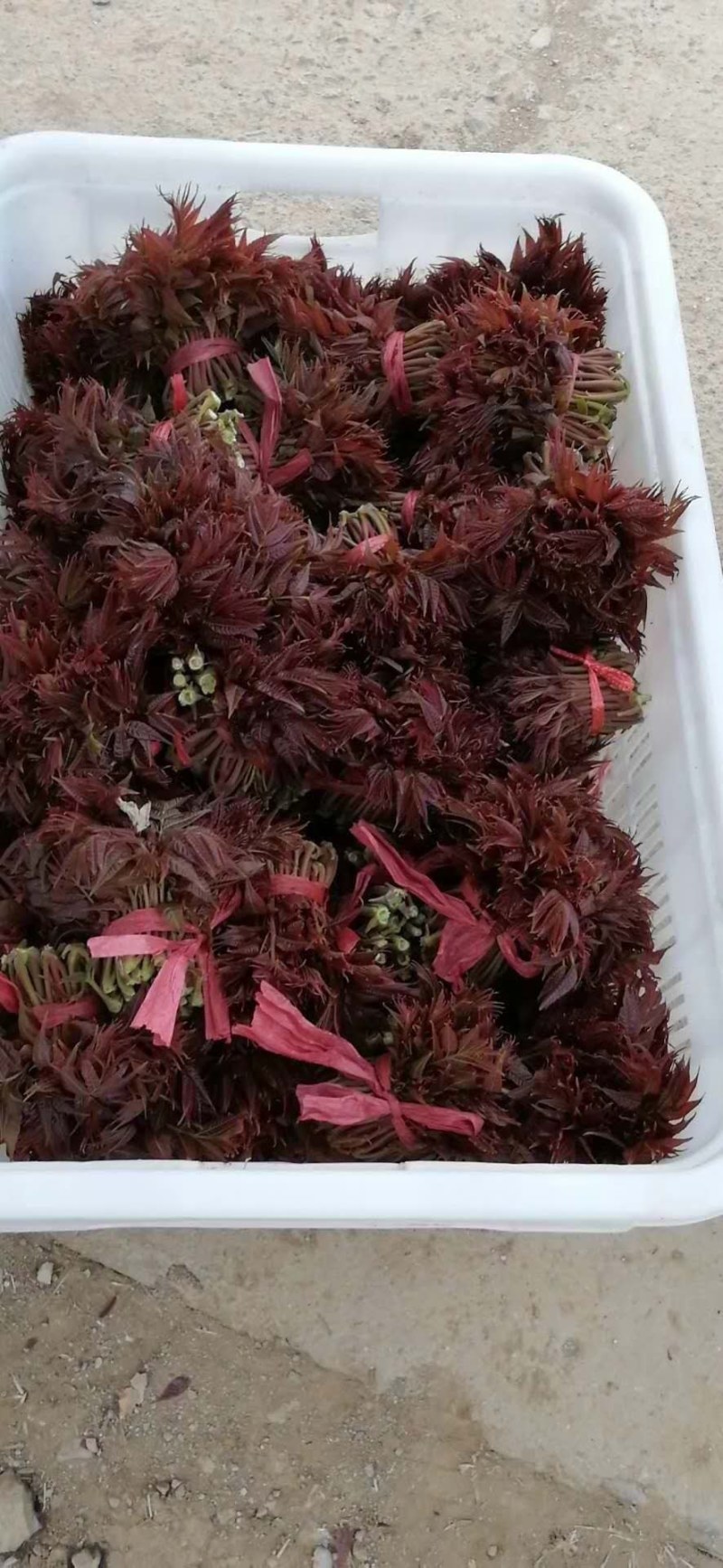 【源头厂家】沂蒙山露天红香椿芽手工腌制红香椿咸菜
