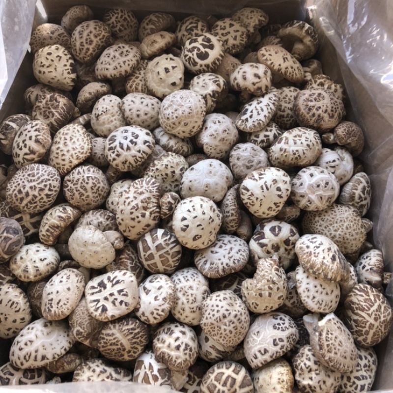 带脚白花菇干货肉厚泌阳原产地新货直发食用菌基地常年供货