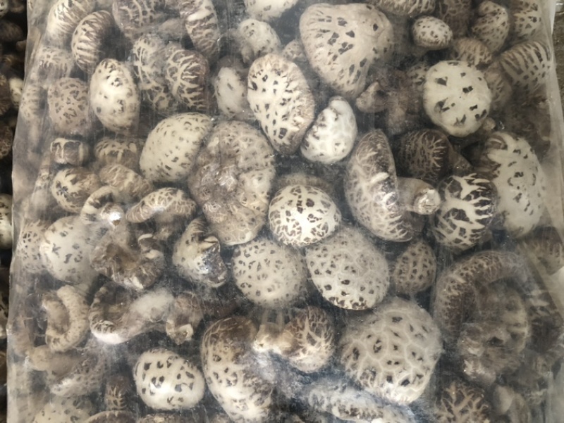 带脚白花菇干货肉厚泌阳原产地新货直发食用菌基地常年供货