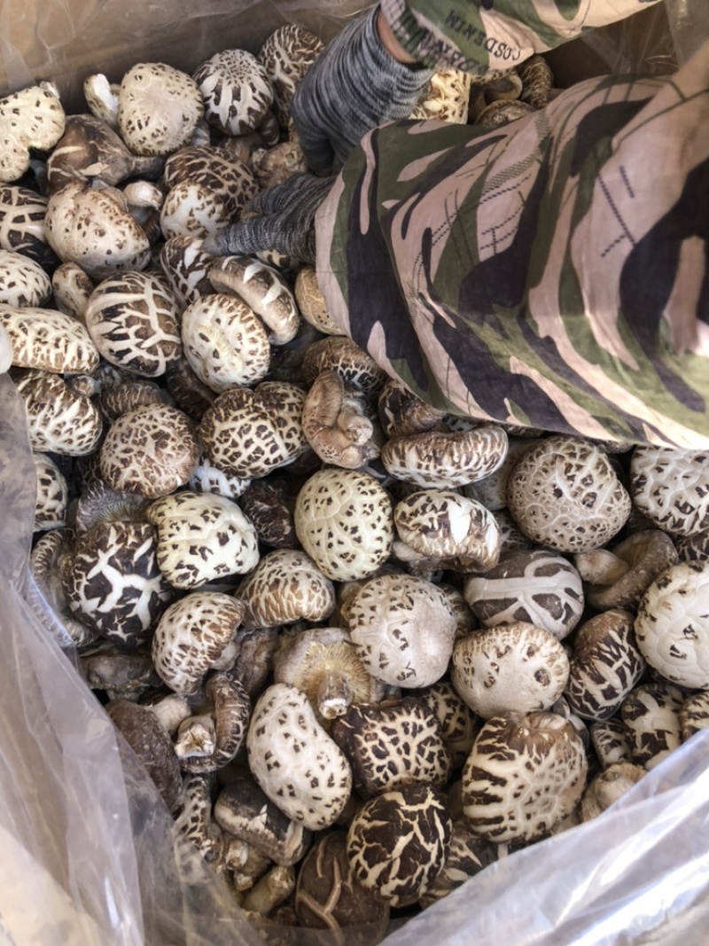 带脚白花菇干货肉厚泌阳原产地新货直发食用菌基地常年供货