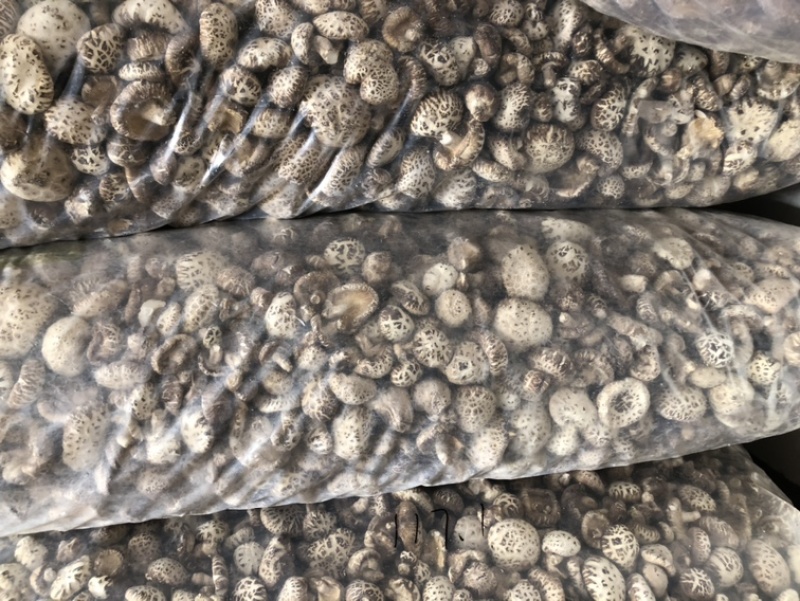 带脚白花菇干货肉厚泌阳原产地新货直发食用菌基地常年供货