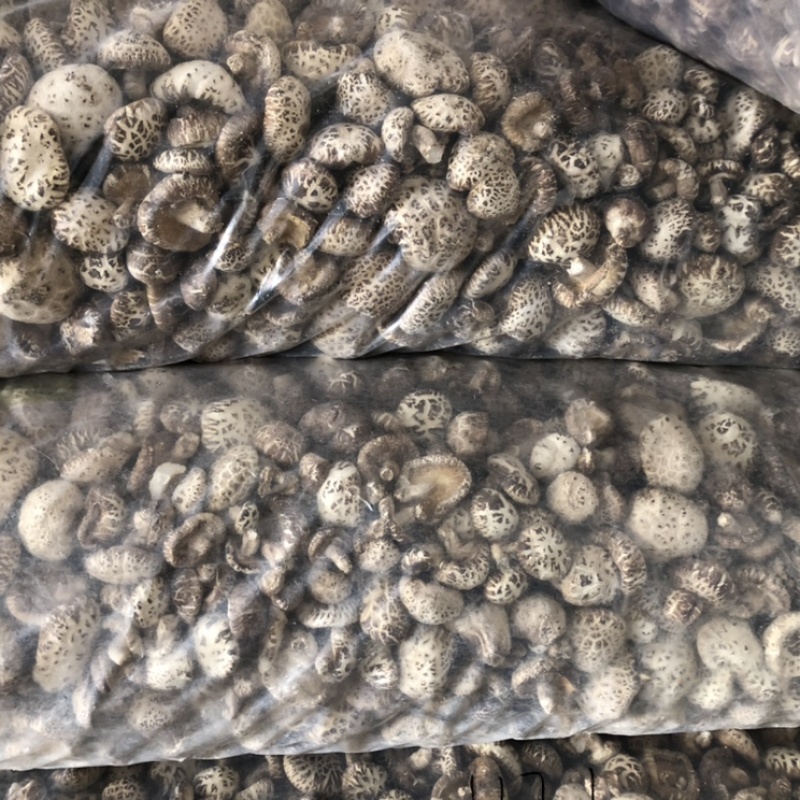 带脚白花菇干货肉厚泌阳原产地新货直发食用菌基地常年供货