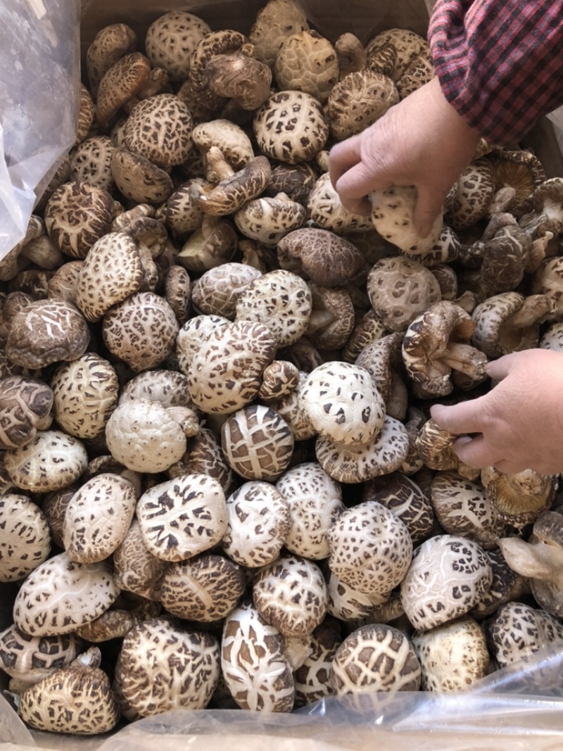 带脚白花菇干货肉厚泌阳原产地新货直发食用菌基地常年供货