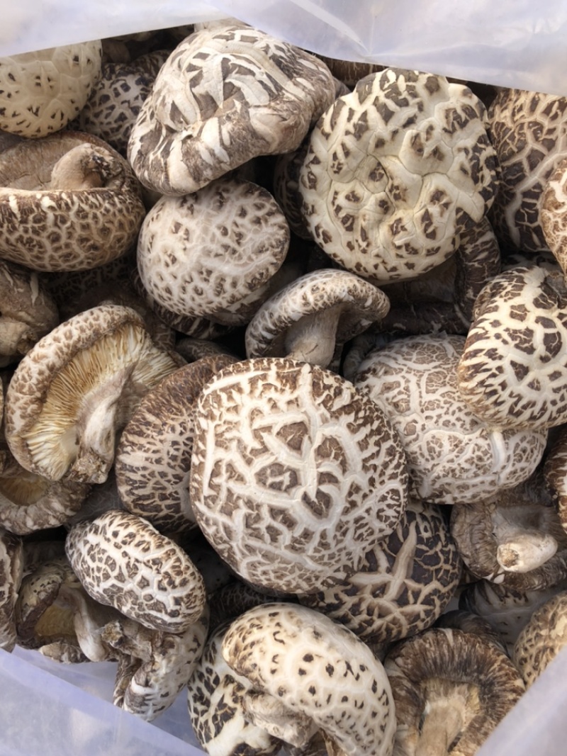 带脚白花菇干货肉厚泌阳原产地新货直发食用菌基地常年供货