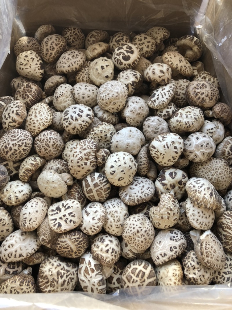 带脚白花菇干货肉厚泌阳原产地新货直发食用菌基地常年供货