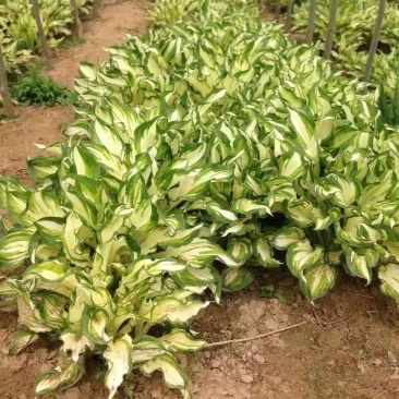 花叶玉簪东北花叶玉簪基地