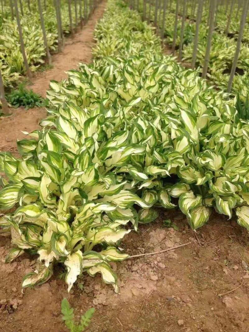 花叶玉簪东北花叶玉簪基地