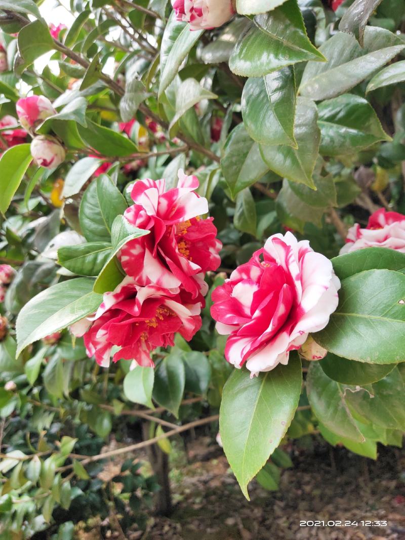 l佛山市南海区云木茶花园
