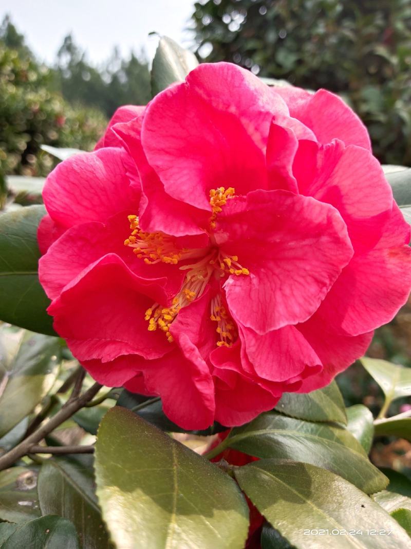 l佛山市南海区云木茶花园