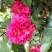 l佛山市南海区云木茶花园