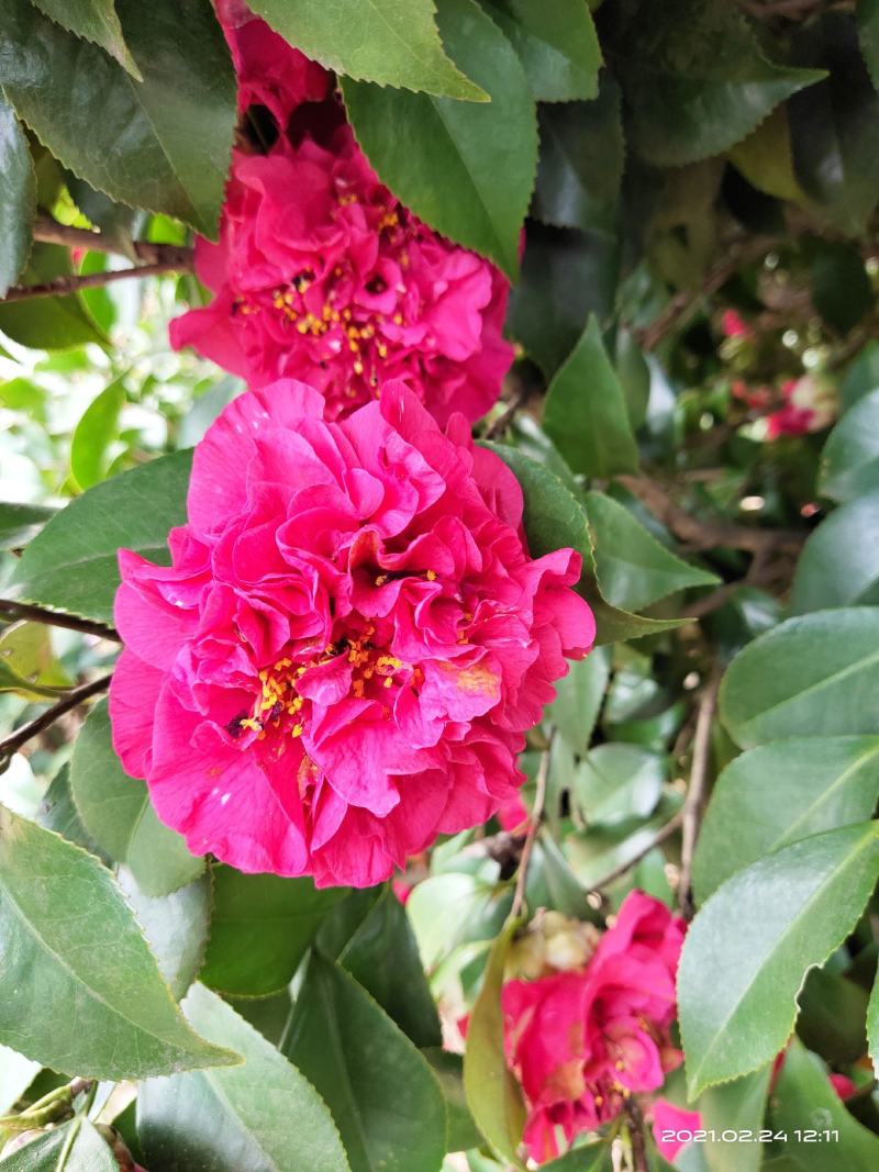 l佛山市南海区云木茶花园