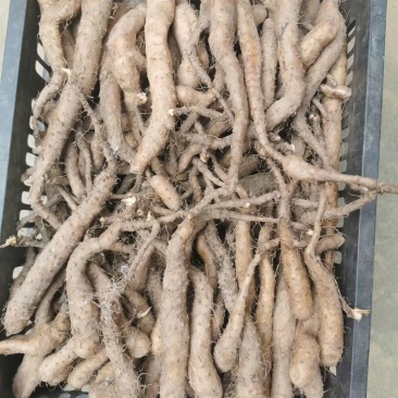 云南牛尾山药苗（云南省内上门指导种植技术）