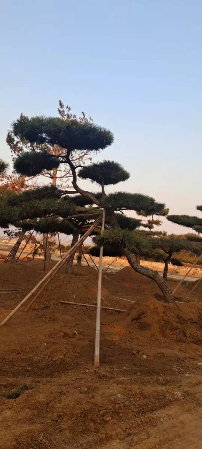 造型黑松造型油松景观松