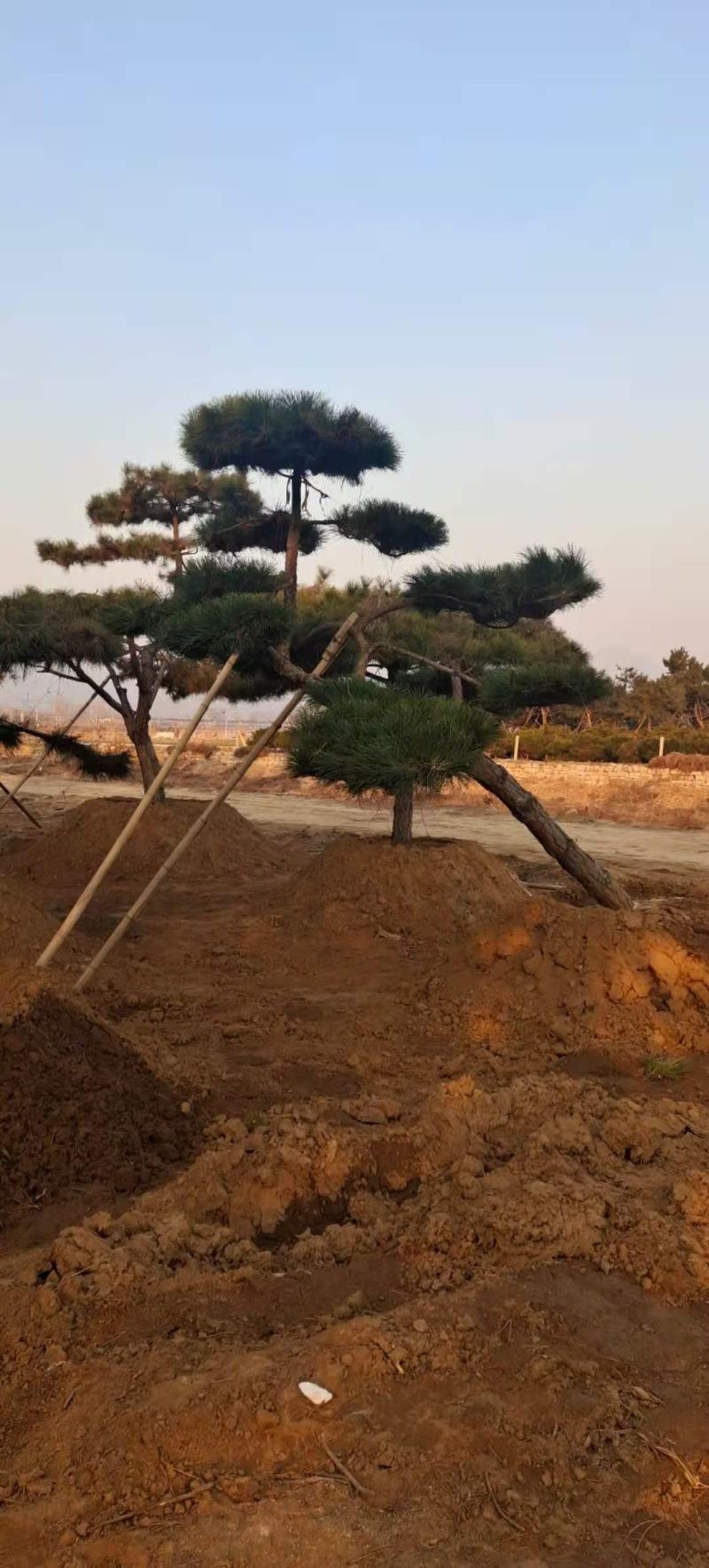 造型黑松造型油松景观松