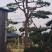 造型黑松造型油松景观松