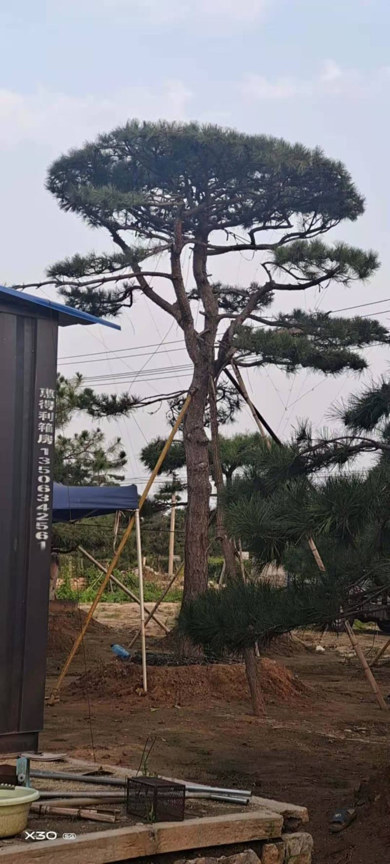 造型黑松造型油松景观松