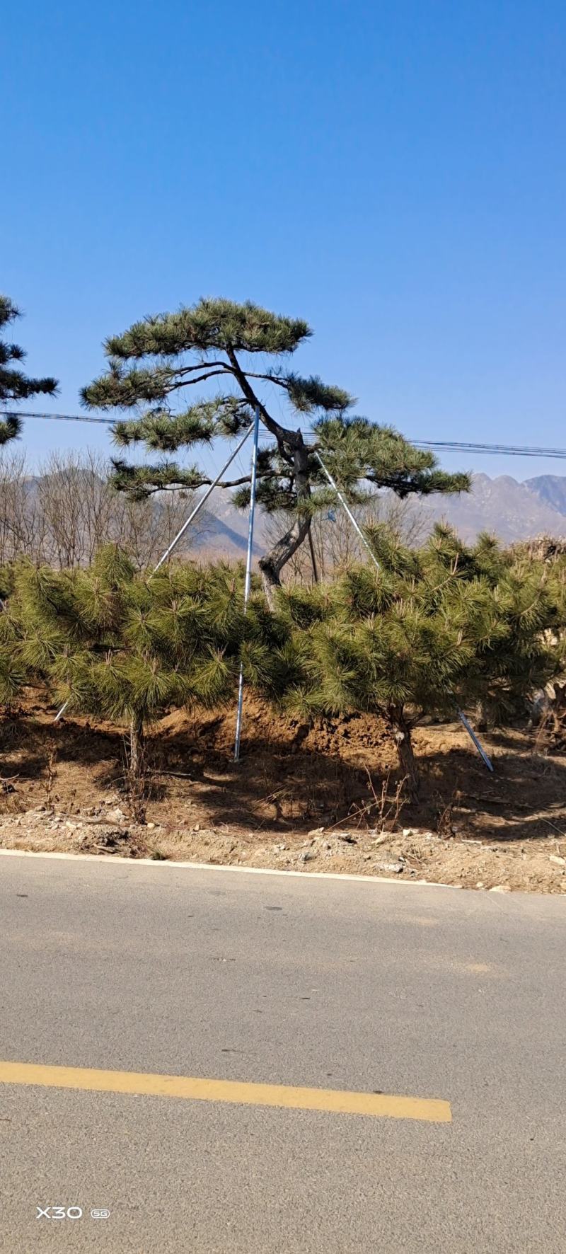 造型黑松造型油松景观松