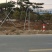 造型黑松造型油松景观松