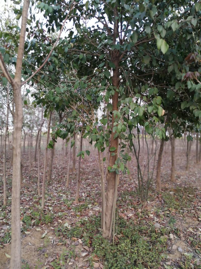 核桃薄皮树6--10公分30元起，大叶女贞3--15公分