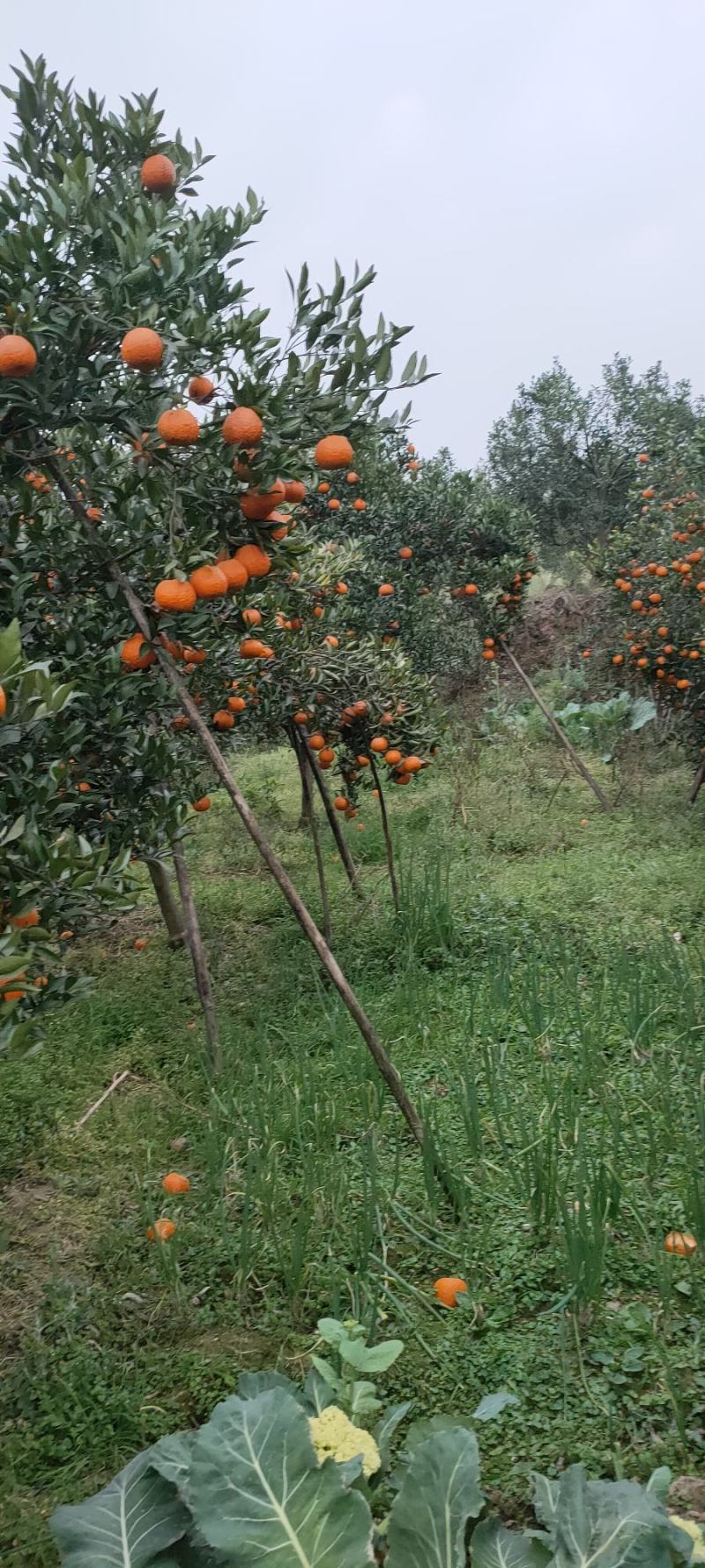 四川椪柑大量上市。质量口感好，大型种植基地。