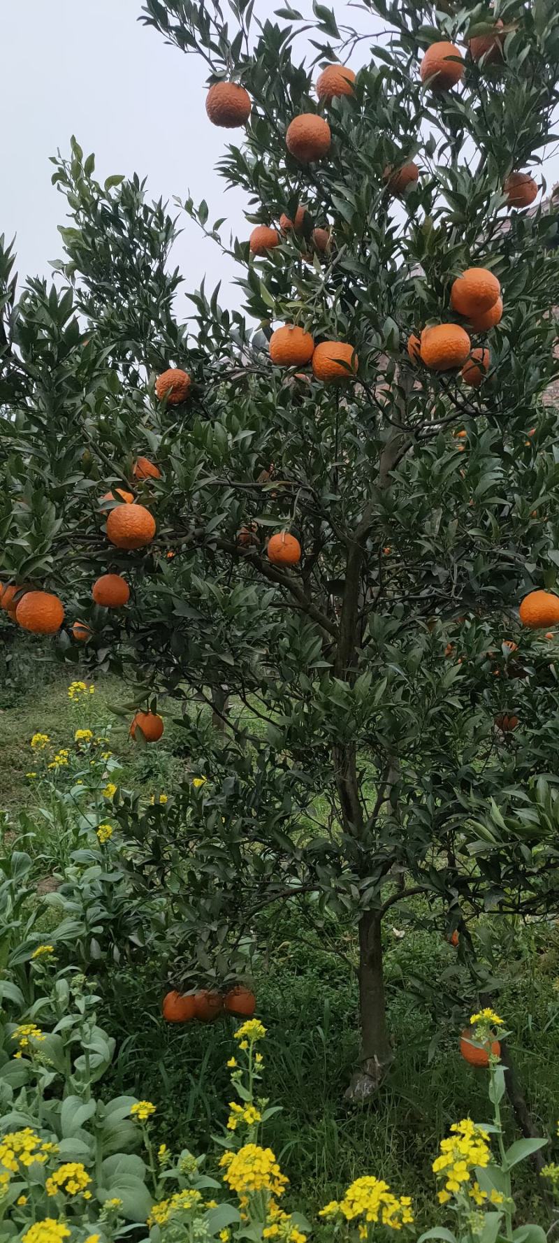 四川椪柑大量上市。质量口感好，大型种植基地。