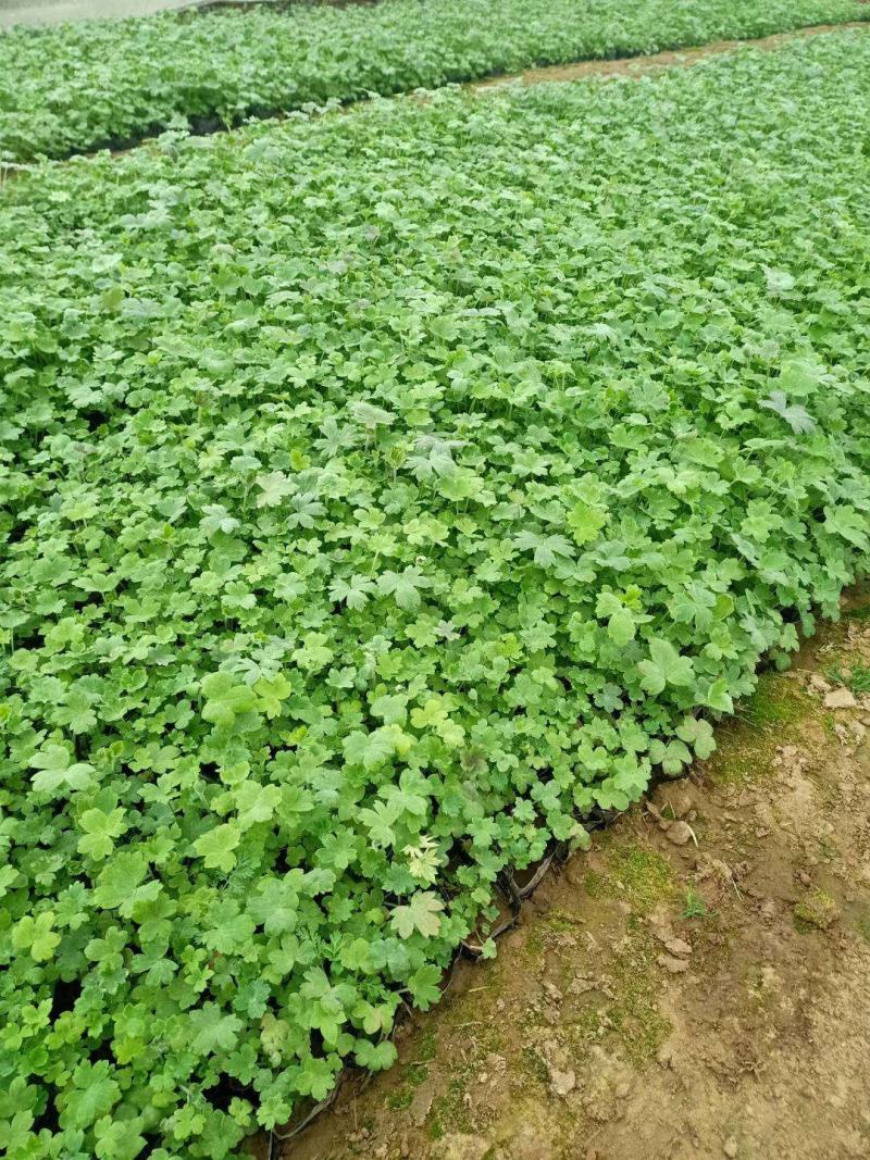 大花飞燕草，飞燕草基地一手货源，常年销售各种绿化苗木