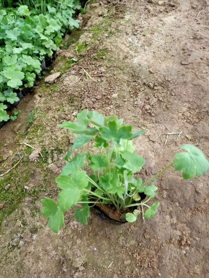 大花飞燕草，飞燕草基地一手货源，常年销售各种绿化苗木
