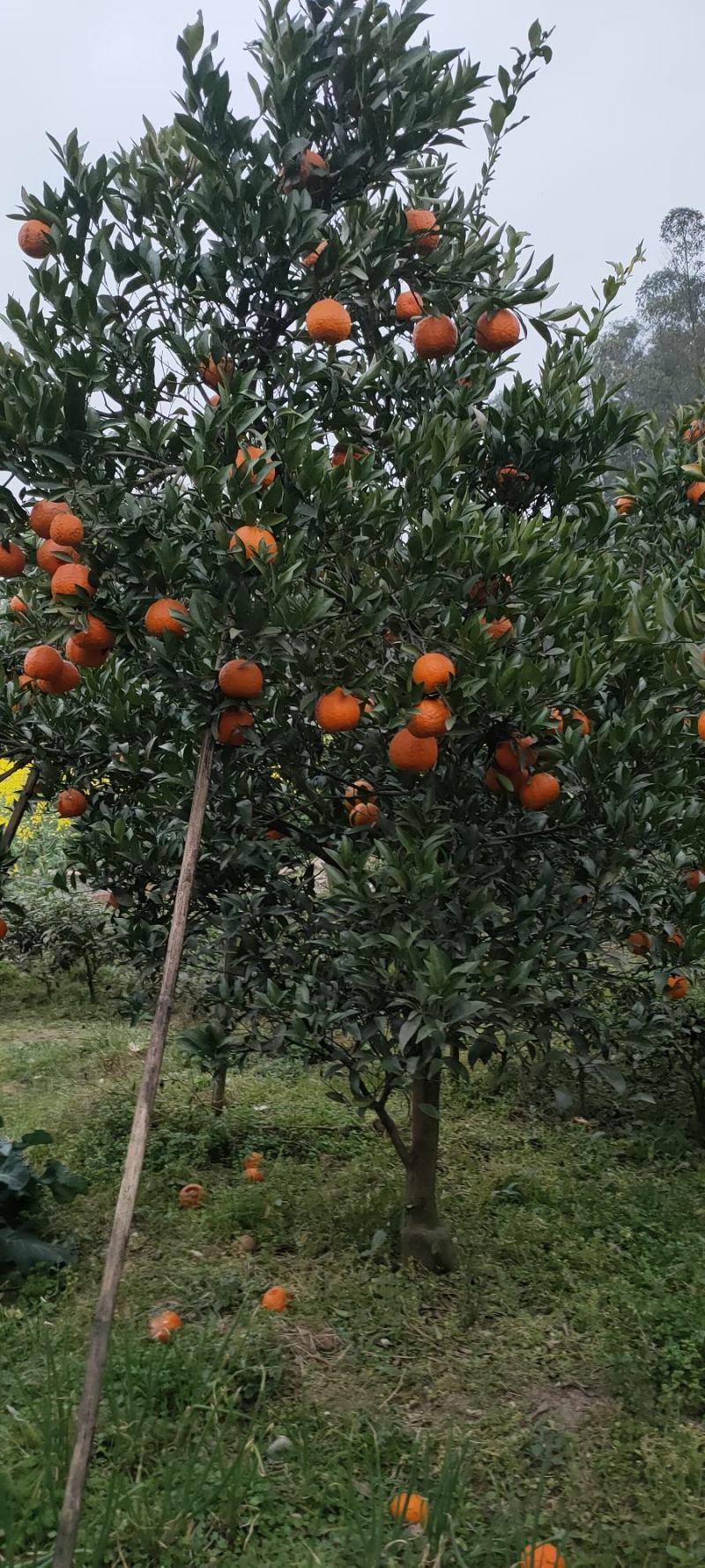 四川椪柑大量上市。质量口感好，大型种植基地。