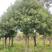 香樟樟树20-40公分小叶香樟现挖现发苗圃直发