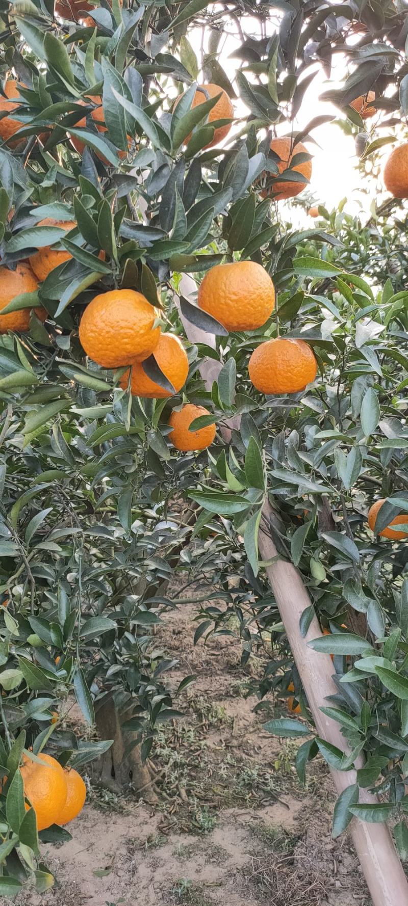 四川椪柑大量上市。质量口感好，大型种植基地。