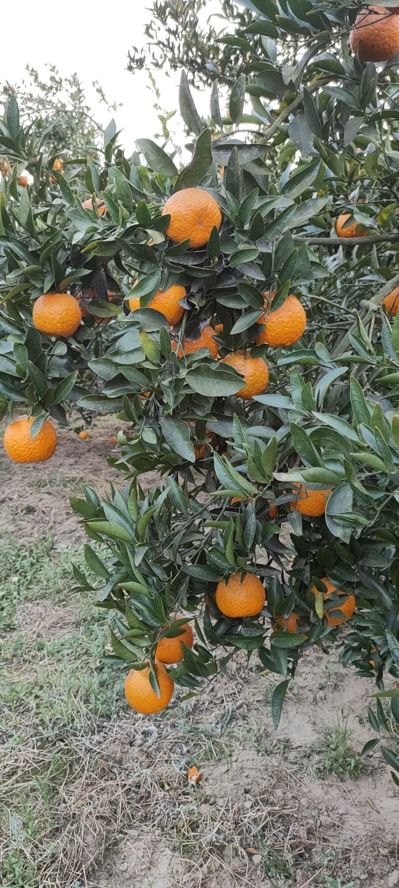 四川椪柑大量上市。质量口感好，大型种植基地。