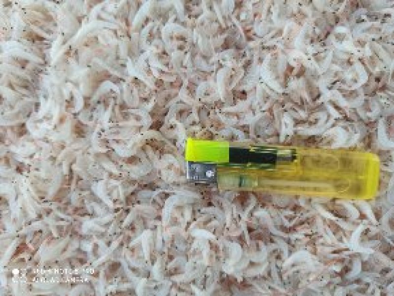 沾化区渤海湾深海虾皮