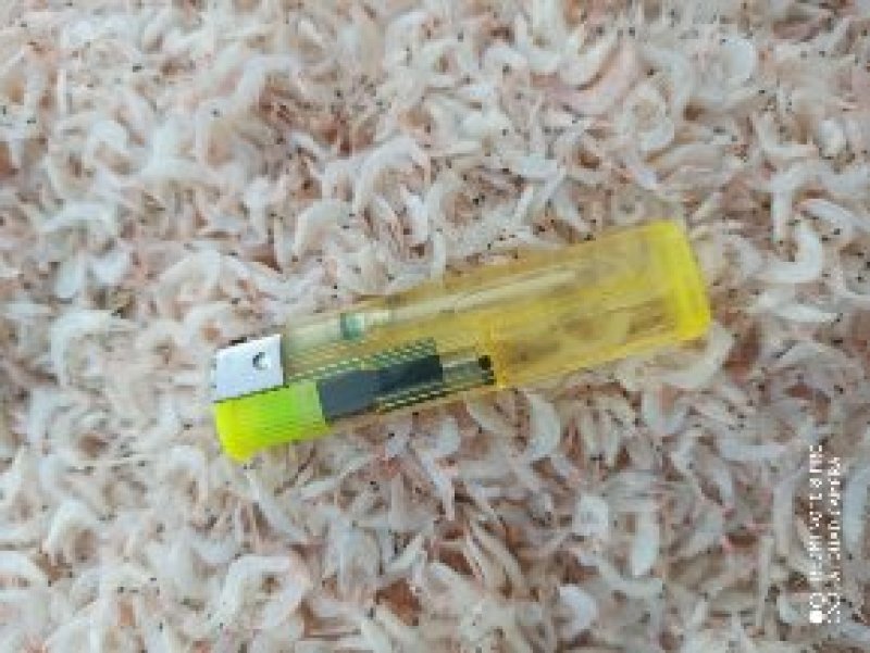 沾化区渤海湾深海虾皮