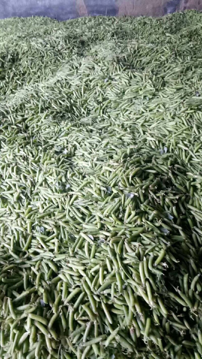 精品安徽豌豆新鲜豌豆荚中碗6号9号基地种植诚信代办代发