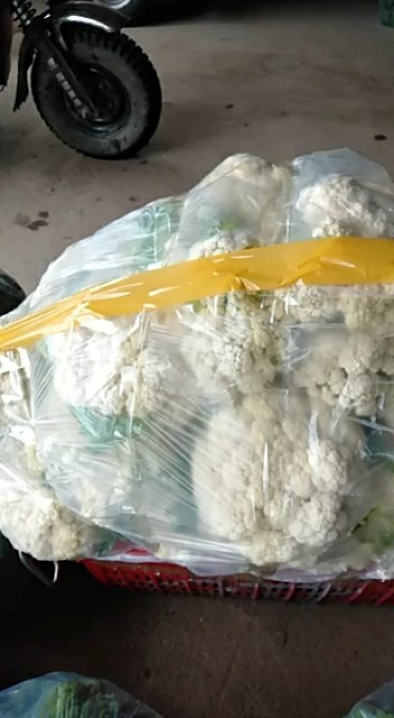 有机花菜大量现货白色好看