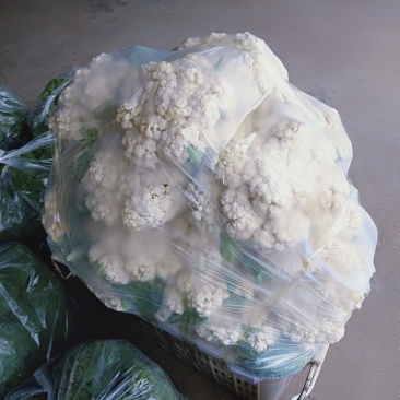 有机花菜大量现货白色好看