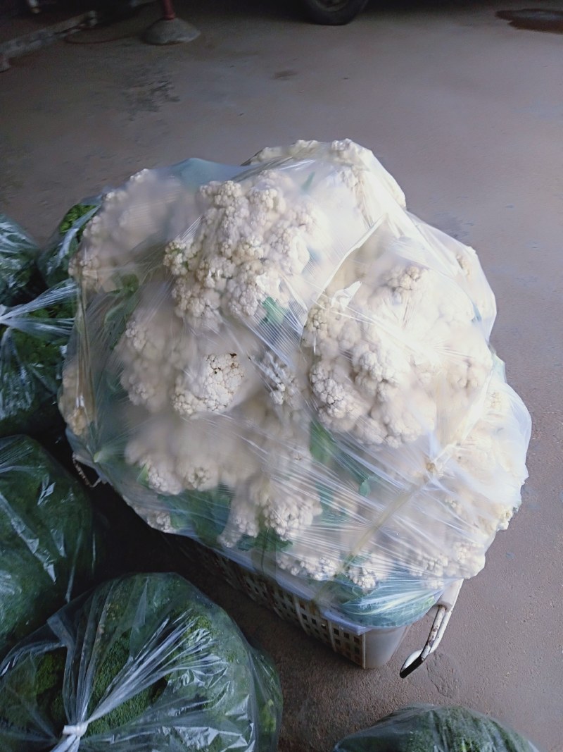 有机花菜大量现货白色好看