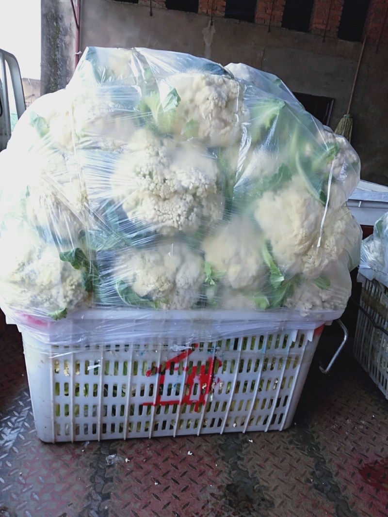 有机花菜大量现货白色好看