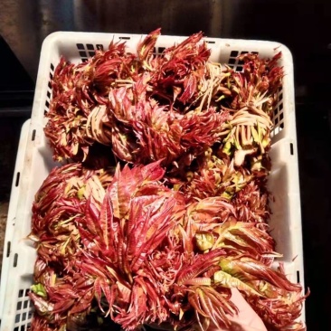 香椿芽一手货源诚招代理商