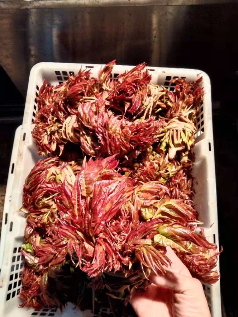 香椿芽一手货源诚招代理商