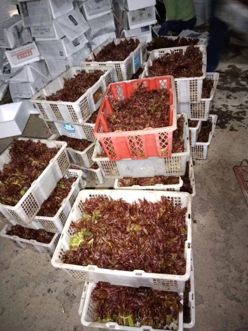 香椿芽一手货源诚招代理商