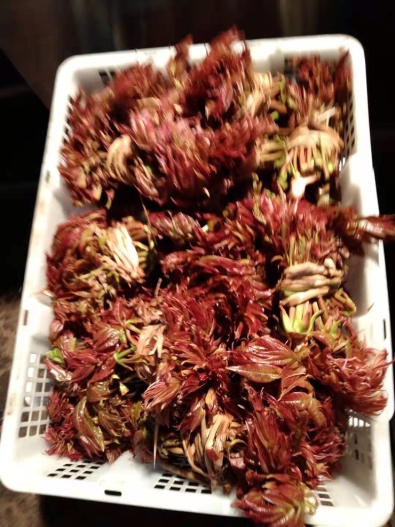 香椿芽一手货源诚招代理商